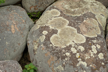 Isolated lichen growing on rocks along the lakeshore
