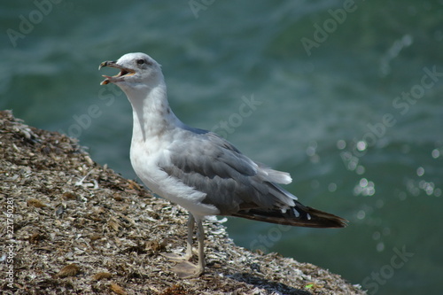 Seagull On Rock Stock Photo And Royalty Free Images On
