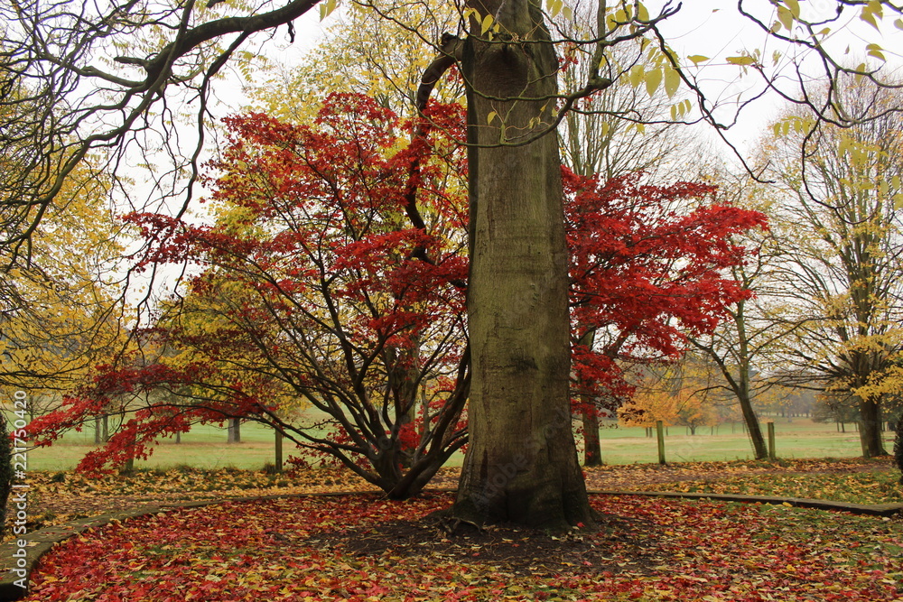 Wall mural autumn at nottingham 2