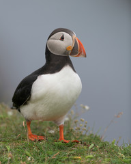 Closeup full body profile portrait of an Atlantic puffin in Elliston, Newfoundland