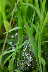 Morning dew on spider web in the green grass