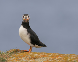 Closeup full body portrait of an Atlantic puffin looking into the lens in Elliston, Newfoundland