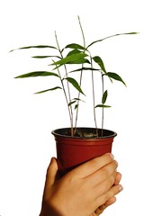 Hands of young boy holding plastic flower pot with three young seedlings of Moso bamboo plant Phyllostachys edulis, white background