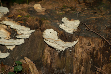 Isolated bracks growing on side of tree at the Howard Eaton reservoir loop