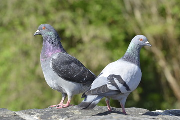 Gray pigeon close up