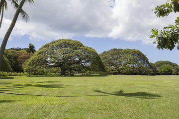 Giant Monkey Pod trees at Moanalua Gardens Oahu Hawaii