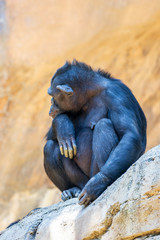 Common Chimpanzee - Pan troglodytes