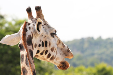 Giraffe in detail on green background