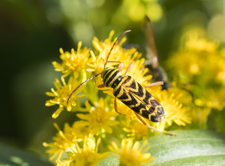 Locust Borer Beetle (Megacyllene robiniae) feeding on yellow Goldenrod wildflowers (Solidago)
