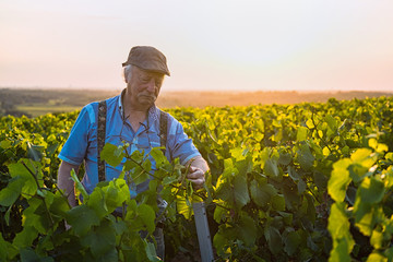 A senior winegrower works in his vines at sunset 