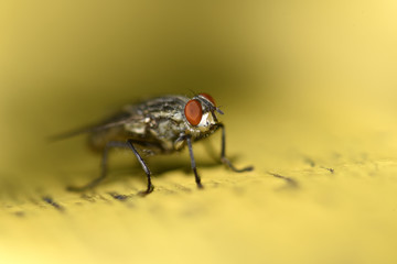 Close-up of a fly