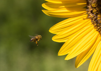Honeybee (Apis melifera) hovering in front of a bright yellow sunflower (Helenium)
