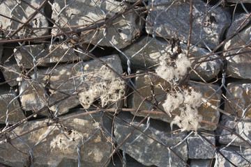 Pierres avec des plantes