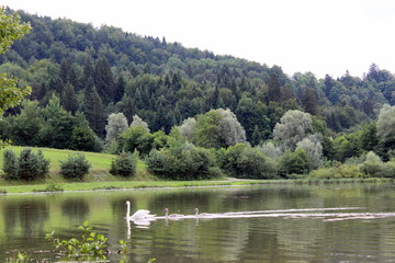 Mother swan and young swans in a lake surrounded by forest
