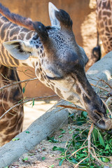 Masai Giraffe - Giraffa camelopardalis tippelskirchii