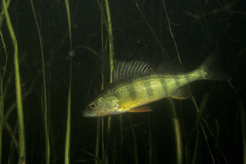 Yellow Perch underwater in the St.Lawrence