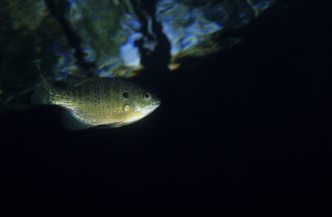 Naklejka premium Bleu gill underwater in the St.Lawrence River in Canada
