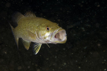 Smallmouth Bass underwater in the St. Lawrence River