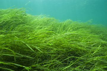 American Eel-grass and yellow perch underwater in the St. Lawrence River