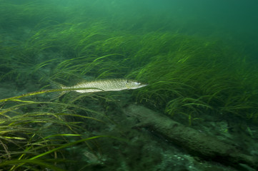Northern Pike underwater in the St. Lawrence River in Canada