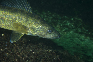 Walleye fish in the St-Lawrence River