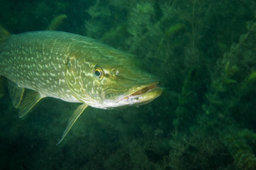 Northern Pike underwater in the St. Lawrence River in Canada