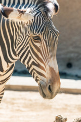 Fototapeta na wymiar Grevy's Zebra Close-up