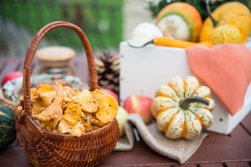 A basket with autumn chanterelles -mchanterelles in september on the table with different decorations