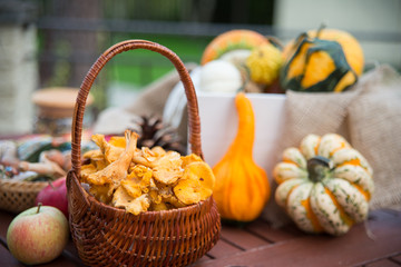 Fototapeta na wymiar A basket with autumn chanterelles -mchanterelles in september on the table with different decorations