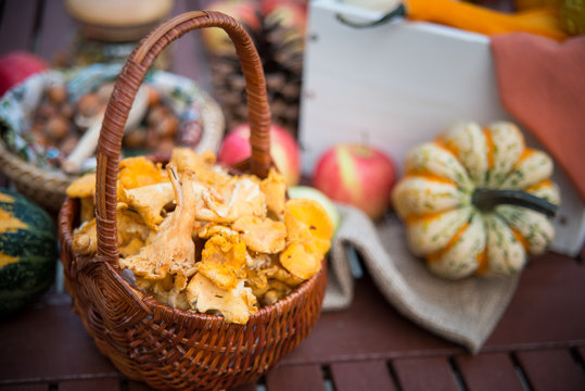 A basket with autumn chanterelles -mchanterelles in september on the table with different decorations
