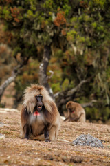 Male Gelada baboon in the Simien Mountains National Park in Ethiopia