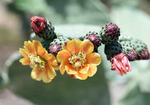 Closeup of flowers of prickly pear cactus