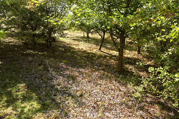A woodland glade with shafts of sunlight