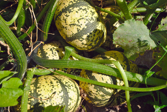 patidou, courge, de jardin avant cueillette