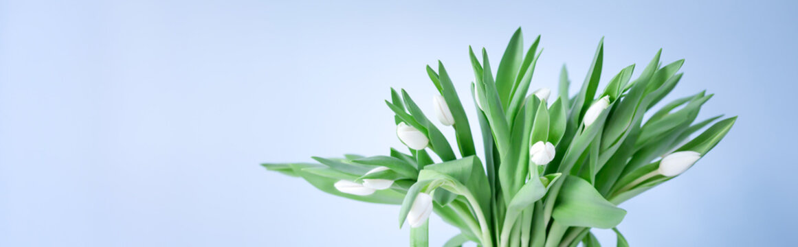 Fototapeta Bouquet of tulips in glass vase on blue pastel background