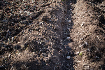 Planting potato tubers in springtime in the home garden