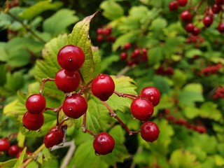 Red berries of guelder-rose (Common snowball) in late summer with raindrops after a rainy day in Switzerland, Europe.