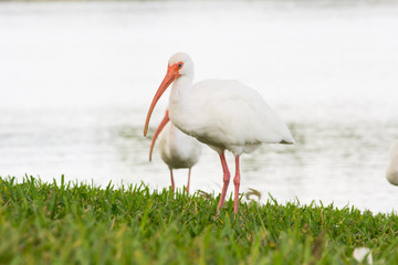 Two White Ibis Standing In A Grassy Field