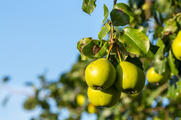 perry pears (Most pears / Mostbirne) on a tree