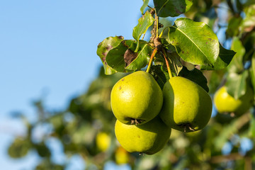 Mostbirnen am Baum auf einer württembergischen Streuobstwiese