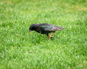 European Starling (Sturnus Vulgaris) Grazing On The Grass