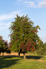 Obstbäume auf der Streuobstwiese: Mostbirnen mit einsetzender Herbstverfärbung