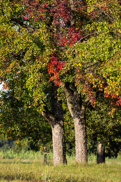 Obstbäume auf der Streuobstwiese: Mostbirnen mit einsetzender Herbstverfärbung