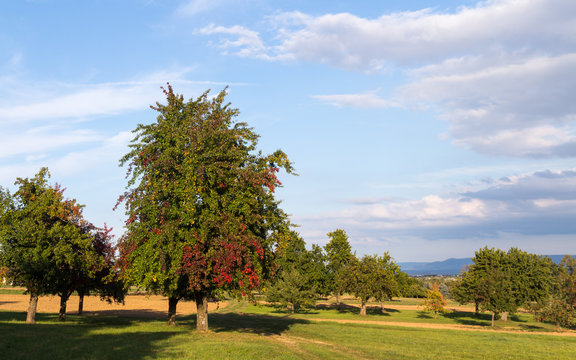 Obstbäume auf der Streuobstwiese: Mostbirnen mit einsetzender Herbstverfärbung