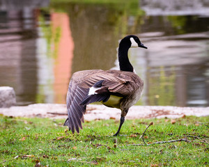 Canada Goose Standing On One Leg With Its Wing Out On Grass Near A Pond