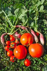 cueillette de jardin bio, tomates, radis, concombres