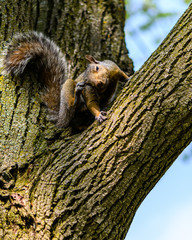 Grey Squirrel (Sciurus Carolinensis) On A Tree Branch Scratching Its Ear