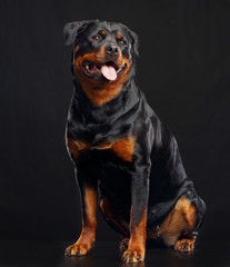 Fototapeta premium Rottweiler Dog Isolated on Black Background in studio