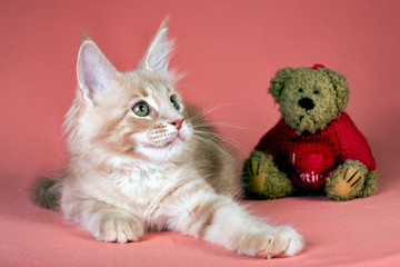 Pretty maine coon kitten and bear toy on pink background.