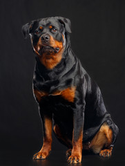 Fototapeta premium Rottweiler Dog Isolated on Black Background in studio